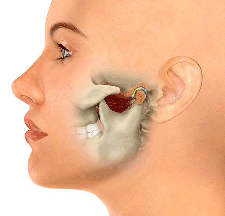 Person opening and closing their mouth demonstrating muscle movement